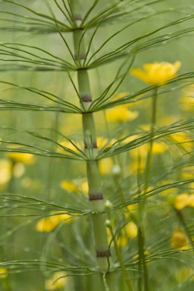 Horsetail plant and buttercup flowers
